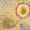 Cell Division
